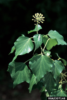 English ivy, Hedera helix  (Apiales: Araliaceae) - 2307146