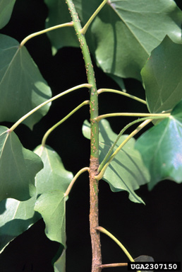 English ivy, Hedera helix  (Apiales: Araliaceae) - 2307150