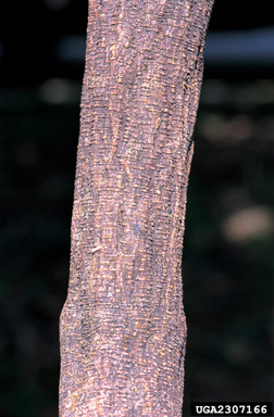 kudzu, Pueraria montana var. lobata (Fabales: Fabaceae (Leguminosae)) - 2307166