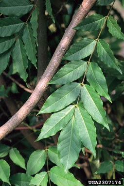 Chinese wisteria, Wisteria sinensis  (Fabales: Fabaceae (Leguminosae)) - 2307174