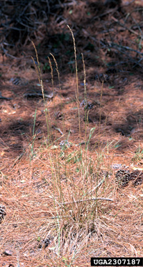 tall fescue, Festuca arundinacea  (Cyperales: Poaceae) - 2307187