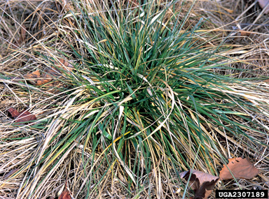 tall fescue, Festuca arundinacea  (Cyperales: Poaceae) - 2307189