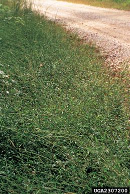 Japanese stiltgrass, Microstegium vimineum  (Cyperales: Poaceae) - 2307200