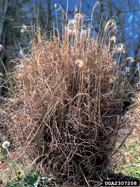 Chinese silvergrass, Miscanthus sinensis  (Cyperales: Poaceae) - 2307208
