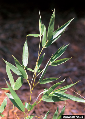 golden bamboo, Phyllostachys aurea  (Cyperales: Poaceae) - 2307214