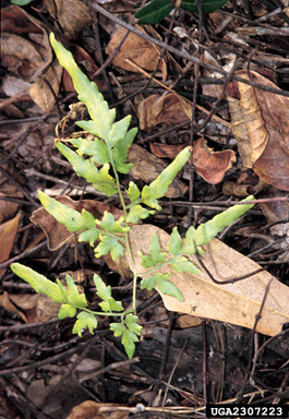 Japanese climbing fern, Lygodium japonicum  (Polypodiales: Lygodiaceae) - 2307223