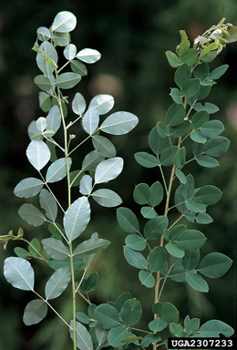 shrubby lespedeza, Lespedeza bicolor  (Fabales: Fabaceae (Leguminosae)) - 2307233