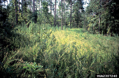 sericea lespedeza, Lespedeza cuneata  (Fabales: Fabaceae (Leguminosae)) - 2307240