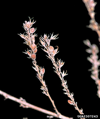 sericea lespedeza, Lespedeza cuneata  (Fabales: Fabaceae (Leguminosae)) - 2307243