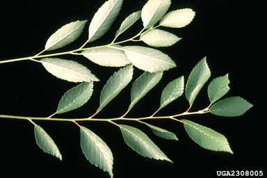 Siberian elm, Ulmus pumila  (Urticales: Ulmaceae) - 2308005