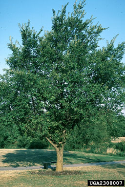 Siberian elm, Ulmus pumila  (Urticales: Ulmaceae) - 2308007