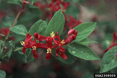 Tatarian honeysuckle, Lonicera tatarica  (Dipsacales: Caprifoliaceae) - 2308009