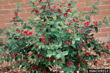 Tatarian honeysuckle, Lonicera tatarica  (Dipsacales: Caprifoliaceae) - 2308010