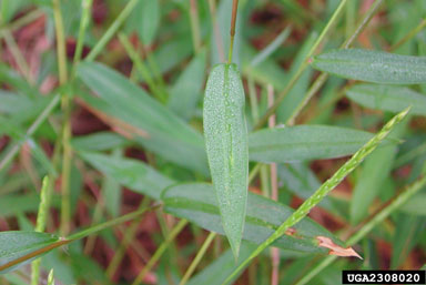 Japanese stiltgrass, Microstegium vimineum  (Cyperales: Poaceae) - 2308020