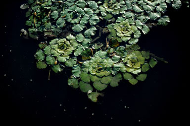 water-chestnut, Trapa natans  (Myrtales: Trapaceae) - 2308043