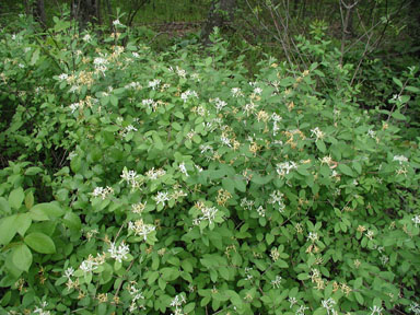Morrow's honeysuckle, Lonicera morrowii  (Dipsacales: Caprifoliaceae) - 2308060