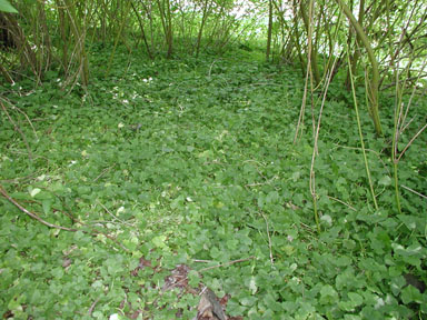 lesser celandine, fig buttercup, Ficaria verna  (Ranunculales: Ranunculaceae) - 2308068