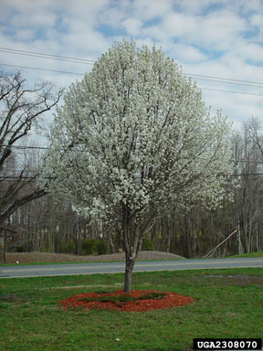Callery pear (Bradford pear), Pyrus calleryana  (Rosales: Rosaceae) - 2308070