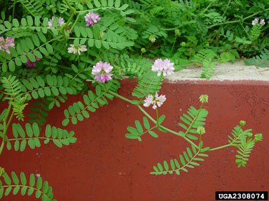 crownvetch, Securigera varia  (Fabales: Fabaceae (Leguminosae)) - 2308074
