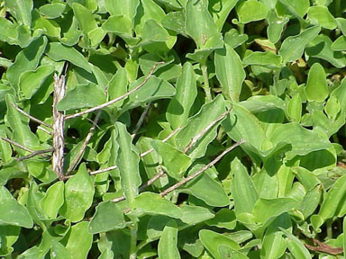 Benghal dayflower, Commelina benghalensis  (Commelinales: Commelinaceae) - 2308078