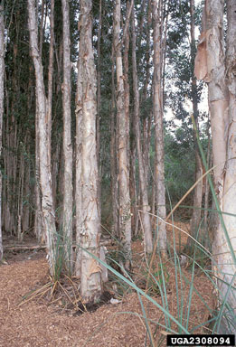 melaleuca, Melaleuca quinquenervia  (Myrtales: Myrtaceae) - 2308094