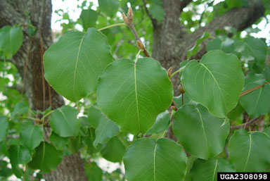 Callery pear (Bradford pear), Pyrus calleryana  (Rosales: Rosaceae) - 2308098