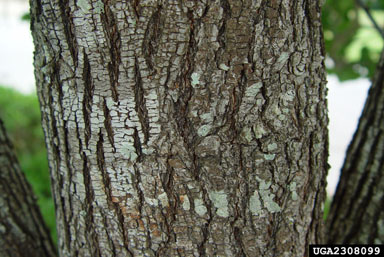 Callery pear (Bradford pear), Pyrus calleryana  (Rosales: Rosaceae) - 2308099