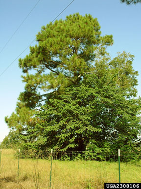 paper-mulberry, Broussonetia papyrifera  (Urticales: Moraceae) - 2308106