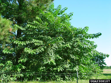 paper-mulberry, Broussonetia papyrifera  (Urticales: Moraceae) - 2308107