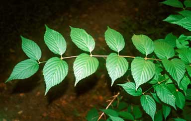 jetbead, Rhodotypos scandens  (Rosales: Rosaceae) - 2308115
