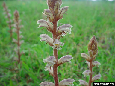 small broomrape, Orobanche minor  (Scrophulariales: Orobanchaceae) - 2308125
