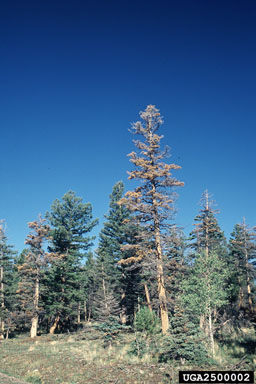fir engraver (Scolytus ventralis ) on white fir (Abies concolor ) - 2500002