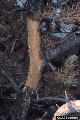 porcupine (Erethizon dorsatum ) on two needle pinyon (Pinus edulis ) - 2500009