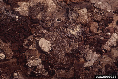 flatheaded or metallic wood borer (  ) on Turkish pine (Pinus brutia ) - 2500016