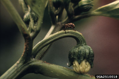 pepper weevil (Anthonomus eugenii ) on pepper (Capsicum spp. ) - 2510018