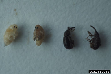pepper weevil, Anthonomus eugenii  (Coleoptera: Curculionidae) - 2510021