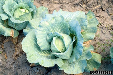 diamondback moth (Plutella xylostella ) on cabbage (Brassica oleracea var. capitata) - 2511044