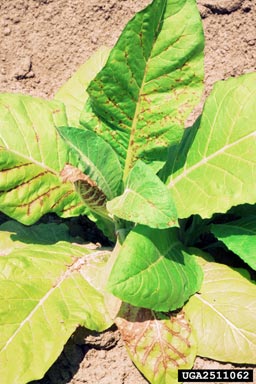 flower thrips (Frankliniella spp. ) on flue-cured tobacco (Nicotiana tabacum (flue-cured type)) - 2511062