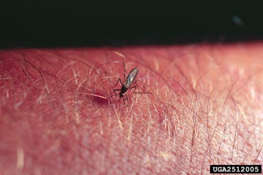 mosquito,    (Diptera: Culicidae) - 2512005