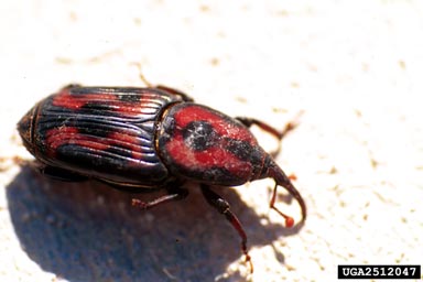 palmetto weevil, Rhynchophorus cruentatus  (Coleoptera: Curculionidae) - 2512047