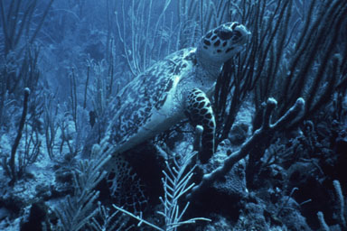 hawksbill sea turtle, Eretmochelys imbricata  (Testudines: Cheloniidae) - 2513040