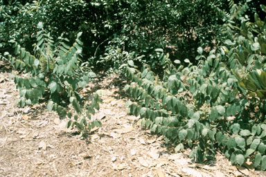 dwarf sumac, Rhus copallinum  (Sapindales: Anacardiaceae) - 2513051