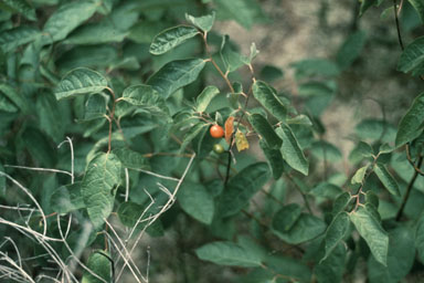 pondberry, Lindera melissifolia  (Laurales: Lauraceae) - 2513052