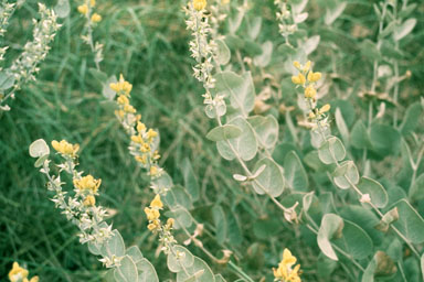 cobwebby wild indigo, Baptisia arachnifera  (Fabales: Fabaceae (Leguminosae)) - 2513060