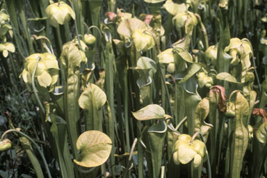 green pitcherplant, Sarracenia oreophila  (Nephenthales: Sarraceniaceae) - 2513061
