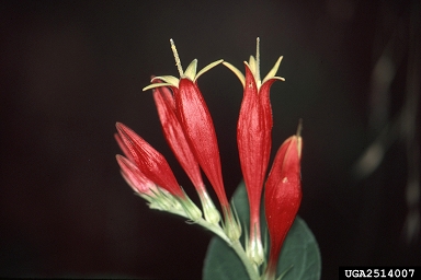 Indian pink, Spigelia marilandica  (Gentianales: Loganiaceae) - 2514007