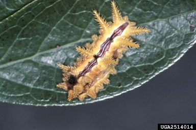 spiny oak slug, Euclea delphinii  (Lepidoptera: Limacodidae) - 2514014