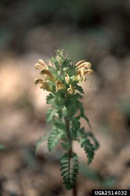 Canadian lousewort, Pedicularis canadensis  (Scrophulariales: Scrophulariaceae) - 2514032