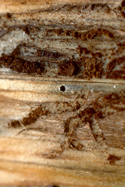 ambrosia beetle (Gnathotrichus materiarius ) on Scots pine (Pinus sylvestris ) - 2515009
