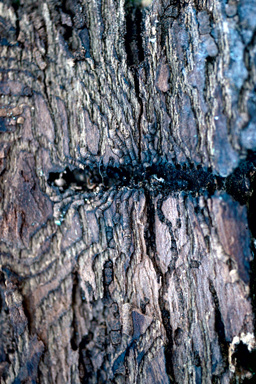 larch elm bark beetle (Hylesinus crenatus ) on European ash (Fraxinus excelsior ) - 2515015